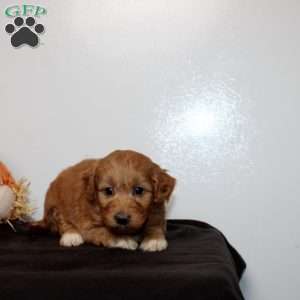 Pearl, Mini Goldendoodle Puppy